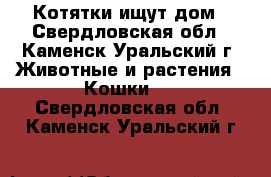 Котятки ищут дом - Свердловская обл., Каменск-Уральский г. Животные и растения » Кошки   . Свердловская обл.,Каменск-Уральский г.